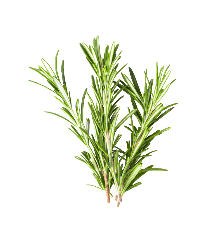 Rosemary